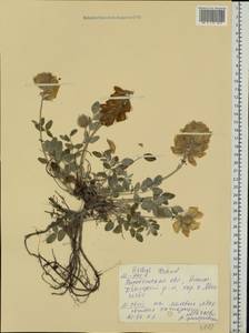 Hedysarum grandiflorum Pall., Eastern Europe, Central forest-and-steppe region (E6) (Russia)