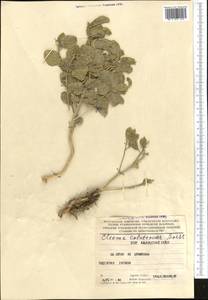 Cleome coluteoides Boiss., Middle Asia, Kopet Dag, Badkhyz, Small & Great Balkhan (M1) (Turkmenistan)