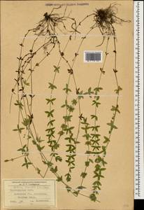 Cruciata laevipes Opiz, Caucasus, Krasnodar Krai & Adygea (K1a) (Russia)