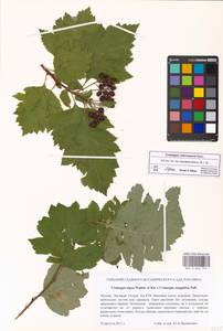 Crataegus chlorosarca Maxim., Eastern Europe, Moscow region (E4a) (Russia)