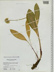 Allium microdictyon Prokh., Siberia, Baikal & Transbaikal region (S4) (Russia)