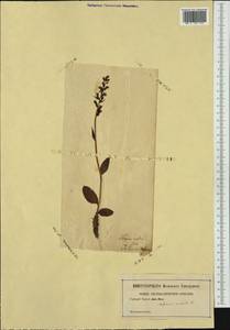 Dactylorhiza viridis (L.) R.M.Bateman, Pridgeon & M.W.Chase, Western Europe (EUR) (Not classified)