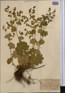 Alchemilla sibirica Zämelis, Middle Asia, Northern & Central Tian Shan (M4) (Kazakhstan)