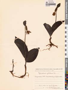 Cypripedium guttatum Sw., Siberia, Yakutia (S5) (Russia)