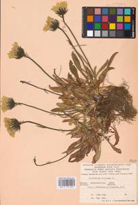 Hieracium alpinum L., Eastern Europe, West Ukrainian region (E13) (Ukraine)