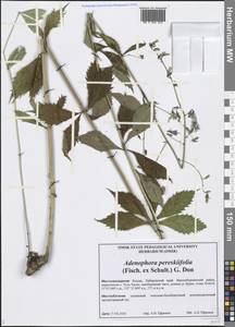 Adenophora pereskiifolia (Fisch. ex Schult.) G.Don, Siberia, Russian Far East (S6) (Russia)