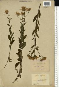 Aster amellus L., Eastern Europe, North Ukrainian region (E11) (Ukraine)