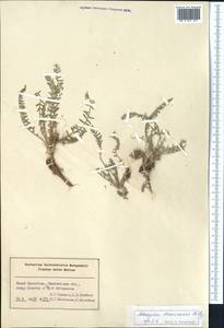 Astragalus atrovinosus Popov ex Baranov, Middle Asia, Western Tian Shan & Karatau (M3) (Kazakhstan)