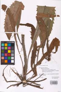 Cirsium canum (L.) All., Eastern Europe, Central forest-and-steppe region (E6) (Russia)