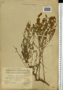 Atraphaxis frutescens (L.) Eversm., Eastern Europe, Middle Volga region (E8) (Russia)