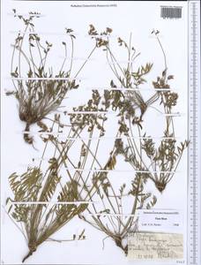 Oxytropis, Middle Asia, Northern & Central Tian Shan (M4) (Kazakhstan)