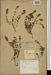 Thymus pastoralis Iljin, Caucasus (no precise locality) (K0)