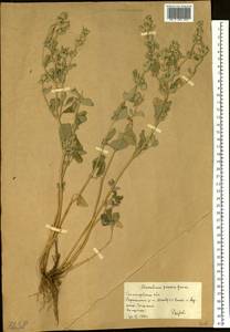 Marrubium parviflorum subsp. parviflorum, Eastern Europe, Lower Volga region (E9) (Russia)