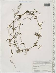 Galium spurium subsp. spurium, Eastern Europe, Central forest region (E5) (Russia)