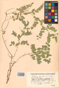 Lathyrus japonicus var. maritimus (L.) J.T.Kartesz & Gandhi, Siberia, Russian Far East (S6) (Russia)