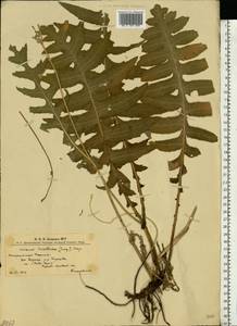 Cirsium erisithales (Jacq.) Scop., Eastern Europe, West Ukrainian region (E13) (Ukraine)