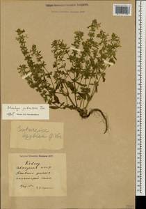 Stachys annua subsp. annua, Caucasus, Abkhazia (K4a) (Abkhazia)