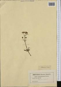 Valeriana dioica L., Western Europe (EUR) (Not classified)