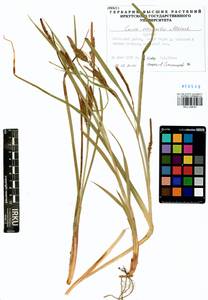 Carex vesicata Meinsh., Siberia, Baikal & Transbaikal region (S4) (Russia)