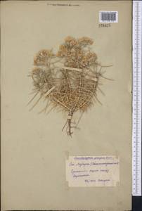 Acanthophyllum pungens (Bunge) Boiss., Middle Asia, Syr-Darian deserts & Kyzylkum (M7) (Uzbekistan)
