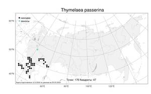 Thymelaea passerina (L.) Coss. & Germ., Atlas of the Russian Flora (FLORUS) (Russia)