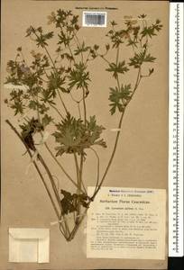Geranium asphodeloides Burm. f., Caucasus, Georgia (K4) (Georgia)