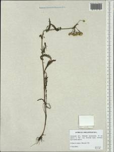 Achillea millefolium L., Siberia, Russian Far East (S6) (Russia)