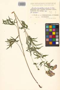 Aconitum karafutense Miyabe & Nakai, Siberia, Russian Far East (S6) (Russia)