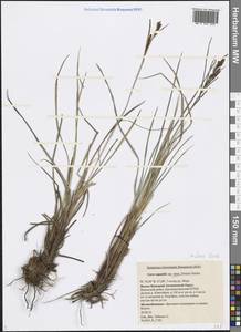 Carex aquatilis var. minor Boott, Siberia, Western Siberia (S1) (Russia)