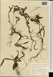 Carex siderosticta Hance, South Asia, South Asia (Asia outside ex-Soviet states and Mongolia) (ASIA) (North Korea)