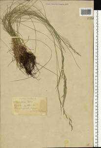 Festuca rubra L., Eastern Europe, South Ukrainian region (E12) (Ukraine)