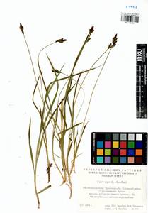 Carex nigra (L.) Reichard, Siberia, Baikal & Transbaikal region (S4) (Russia)
