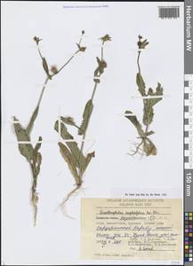 Acanthocephalus amplexifolius Kar. & Kir., Middle Asia, Western Tian Shan & Karatau (M3) (Kazakhstan)