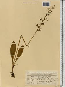 Platanthera bifolia (L.) Rich., Eastern Europe, Volga-Kama region (E7) (Russia)