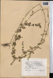 Galium humifusum M.Bieb., Middle Asia, Caspian Ustyurt & Northern Aralia (M8) (Kazakhstan)