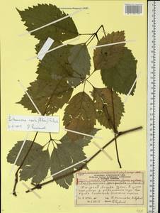 Parthenocissus quinquefolia (L.) Planch., Eastern Europe, Moscow region (E4a) (Russia)