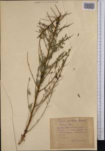 Prunus, Middle Asia, Pamir & Pamiro-Alai (M2) (Uzbekistan)