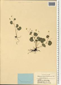 Viola biflora L., Siberia, Altai & Sayany Mountains (S2) (Russia)