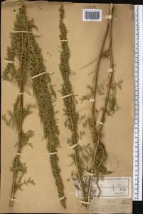 Artemisia tournefortiana Rchb., Middle Asia, Muyunkumy, Balkhash & Betpak-Dala (M9) (Kazakhstan)
