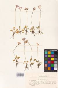 Primula nutans Georgi, Siberia, Baikal & Transbaikal region (S4) (Russia)