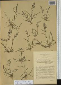 Eragrostis multicaulis Steud., Western Europe (EUR) (Italy)