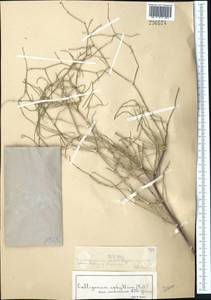 Calligonum aphyllum (Pall.) Gürke, Middle Asia, Muyunkumy, Balkhash & Betpak-Dala (M9) (Kazakhstan)