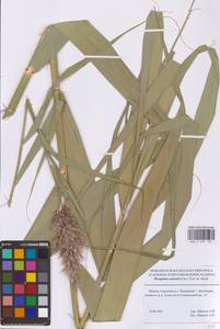 Phragmites australis (Cav.) Trin. ex Steud., Eastern Europe, Moscow region (E4a) (Russia)