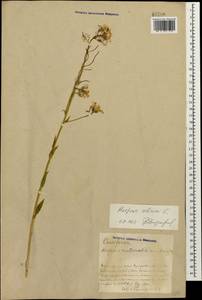 Hesperis sibirica L., Caucasus, Azerbaijan (K6) (Azerbaijan)