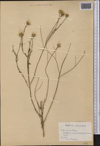 Adenophyllum cancellatum (Cass.) Kuntze, America (AMER) (Cuba)