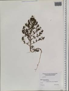 Salsola, Siberia, Baikal & Transbaikal region (S4) (Russia)