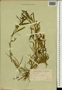 Lathyrus cicera L., South Asia, South Asia (Asia outside ex-Soviet states and Mongolia) (ASIA) (Turkey)