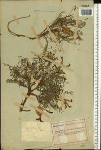 Astragalus pallasii Sprengel, Middle Asia, Caspian Ustyurt & Northern Aralia (M8) (Kazakhstan)