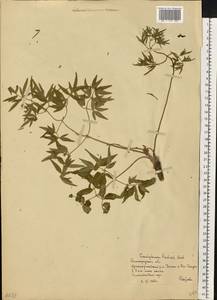 Conioselinum tataricum Hoffm., Eastern Europe, Lower Volga region (E9) (Russia)