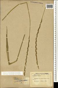 Thinopyrum intermedium subsp. intermedium, Caucasus, Krasnodar Krai & Adygea (K1a) (Russia)